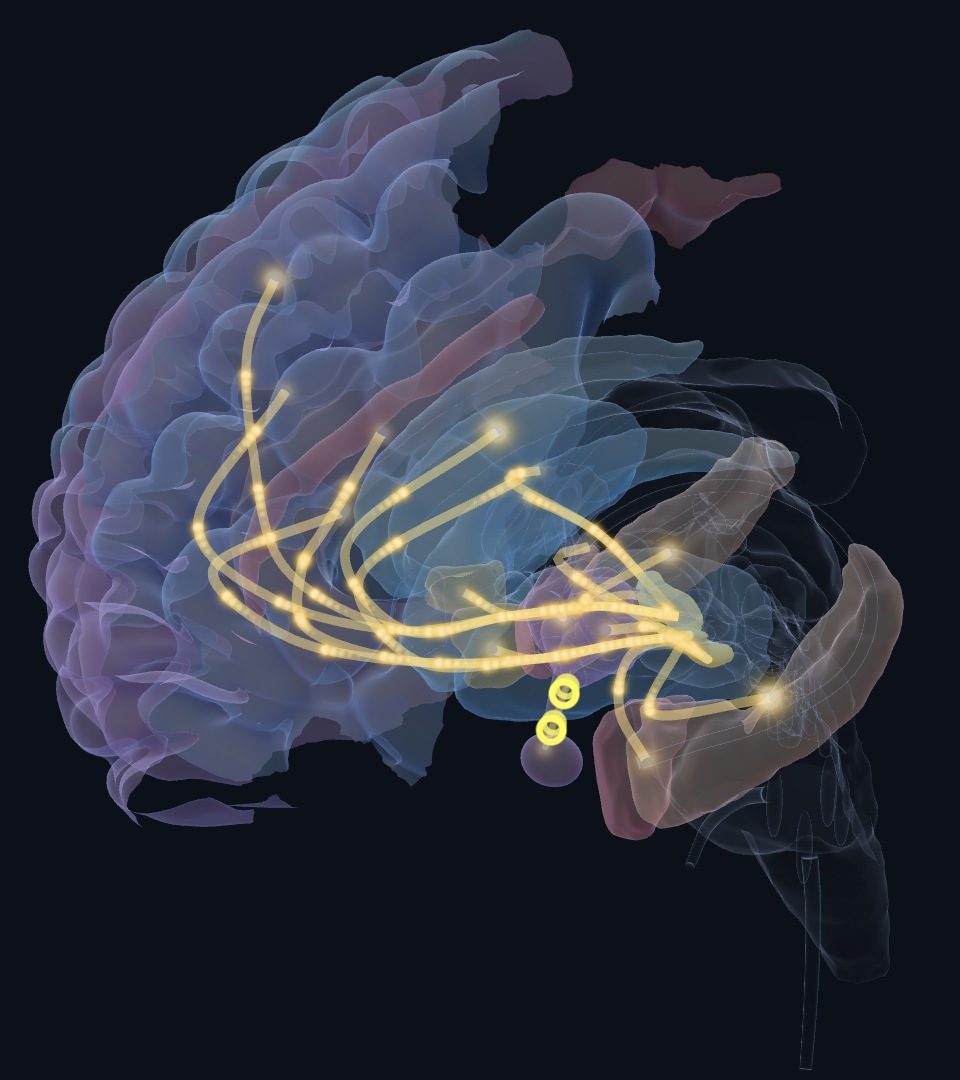 Dopamin yolakları: VTA ve substantia nigradan striatum ve prefrontal kortekse akan ışıklı sinyaller
